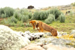 Ethiopian wolf at the Bale mountains
